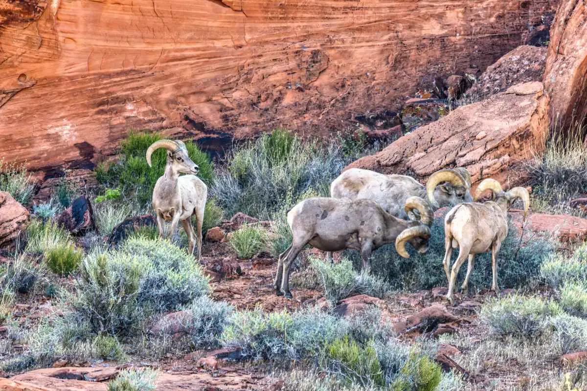10 Secret Nature Escapes Hidden Beyond the Las Vegas Neon 8 big horn sheep at Valley of Fire (DP)