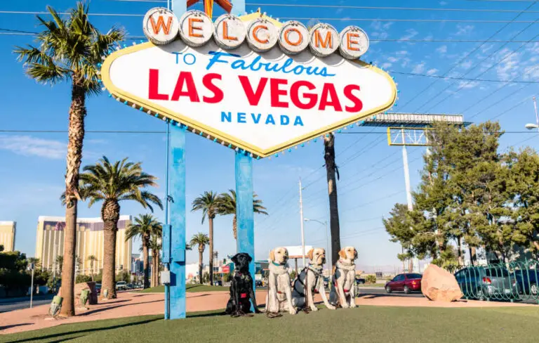 Can You Walk Your Dog on the Las Vegas Strip