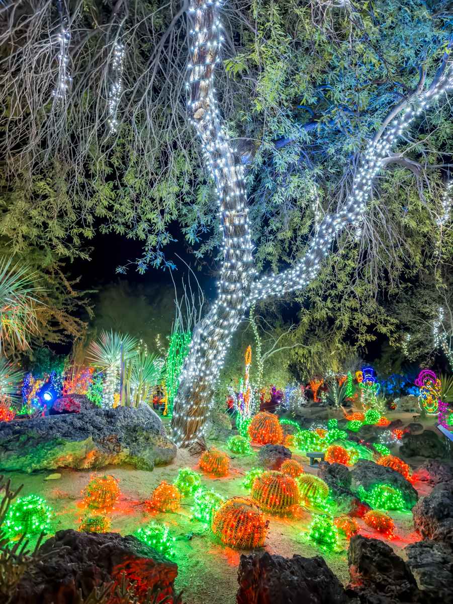 Ethel M's Annual Holiday Cactus Garden Christmas Lights 2023 5 Christmas Cactus at Ethel M Chocolate Factory Las Vegas