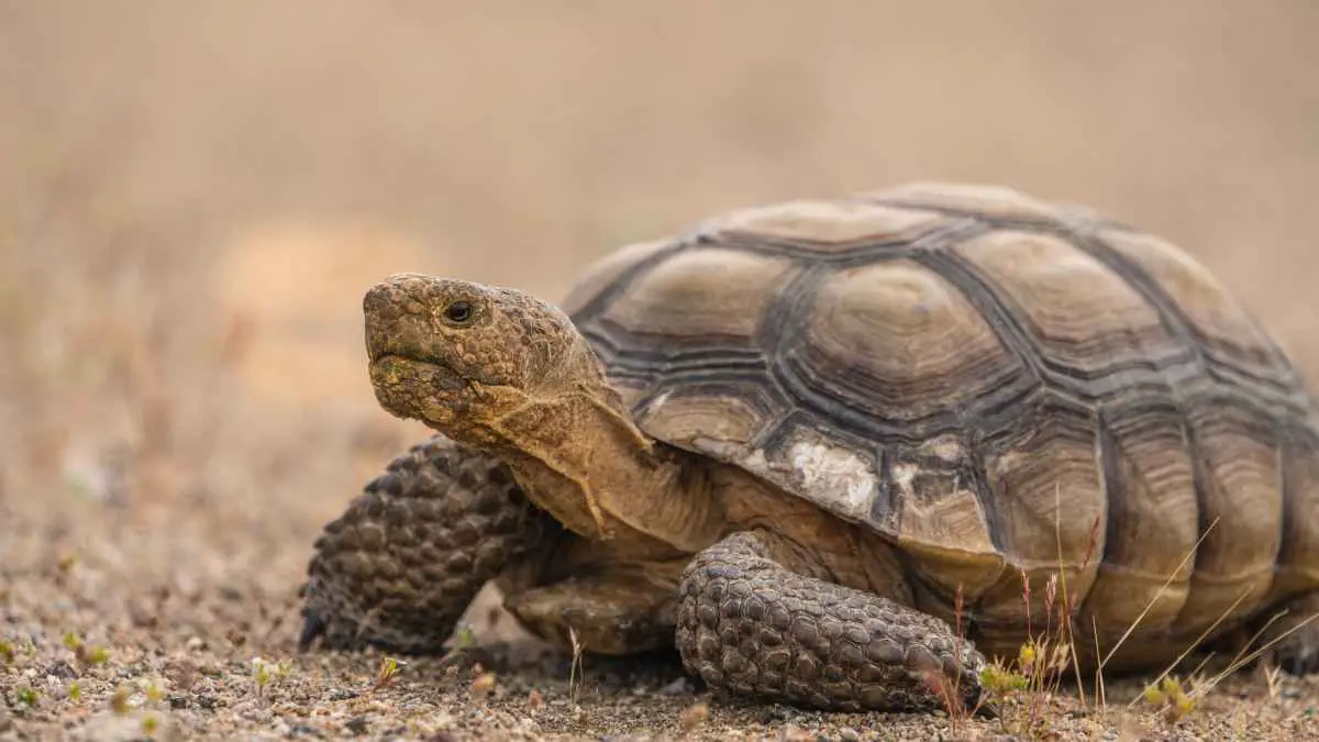 10 Secret Nature Escapes Hidden Beyond the Las Vegas Neon 7 Desert tortoise in Mojave Desert
