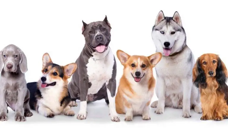 Dog boarding and daycare in Las Vegas.