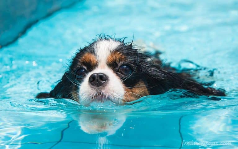 dog swimming in pool