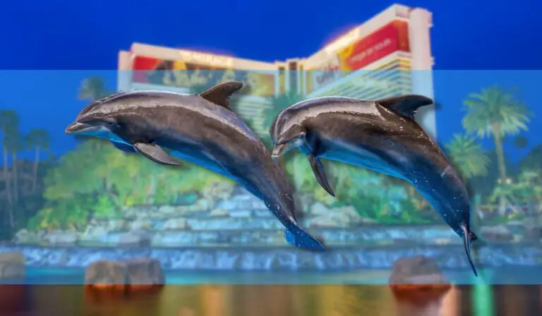 Dolphins at The Mirage moving to SeaWorld