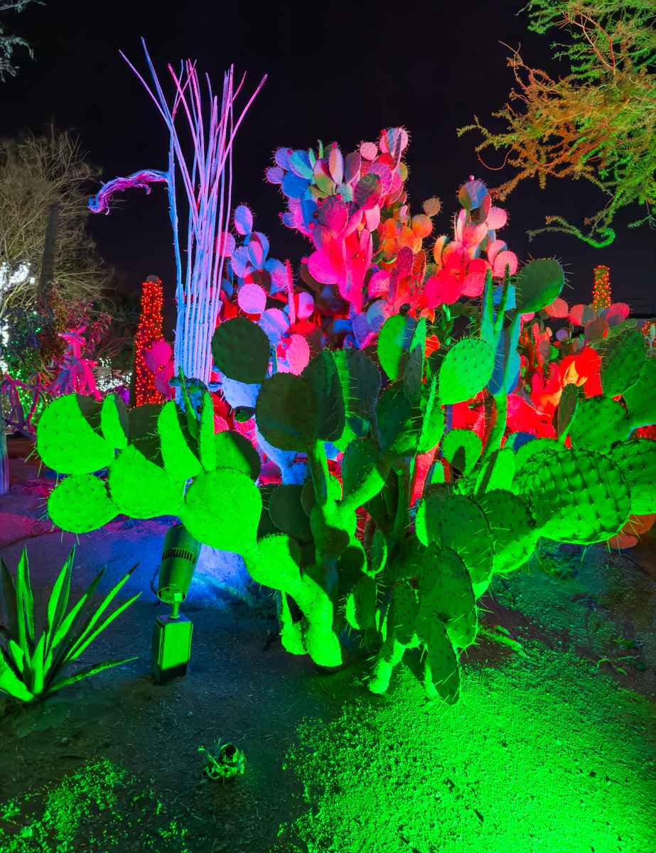 Ethel M's Annual Holiday Cactus Garden Christmas Lights 2023 4 Cactus at the Ethel M Cactus Garden dripping in Christmas colors.