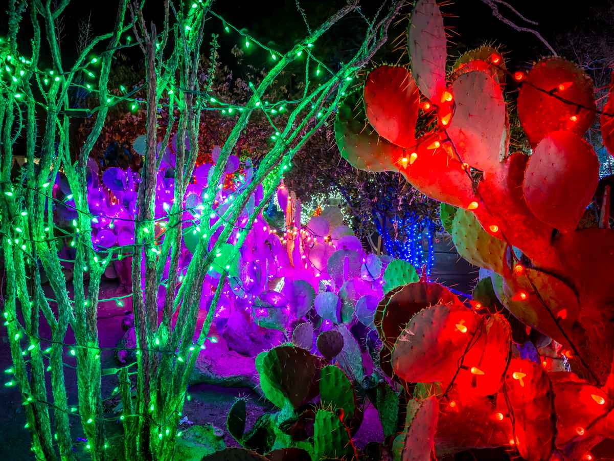 Ethel M's Annual Holiday Cactus Garden Christmas Lights 2023 6 Ethel M cactus garden covered in Christmas lights