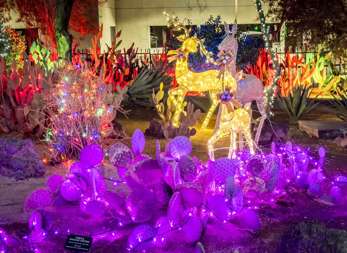 Ethel M's Annual Holiday Cactus Garden Christmas Lights 2023 3 Ethel M Xmas Lights feature cactus wrapped in a dazzling display of Christmas lights