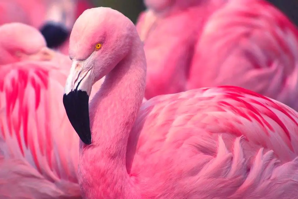 30 Best FREE Things to Do In Vegas 2025 (Free Attractions) 1 Flamingo habitat in Las Vegas