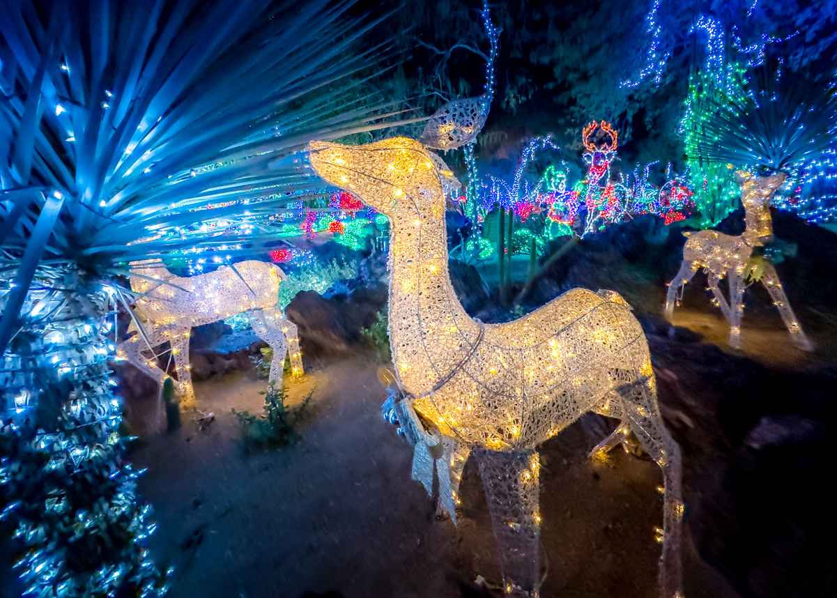 Ethel M's Annual Holiday Cactus Garden Christmas Lights 2023 8 Holiday reindeer at Ethel M cactus garden in December