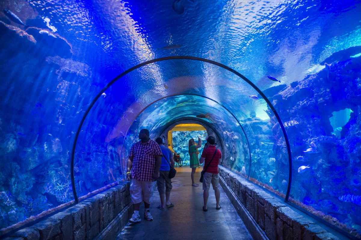 Mandalay Bay vs. Bellagio: Which Is Better? (Las Vegas) 4 Shark Reef is a cool attraction at Mandalay Bay