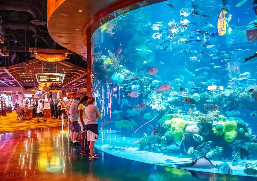 Las Vegas Hotel Comparisons (Which Vegas Hotel is Better?) 58 silverton hotel aquarium