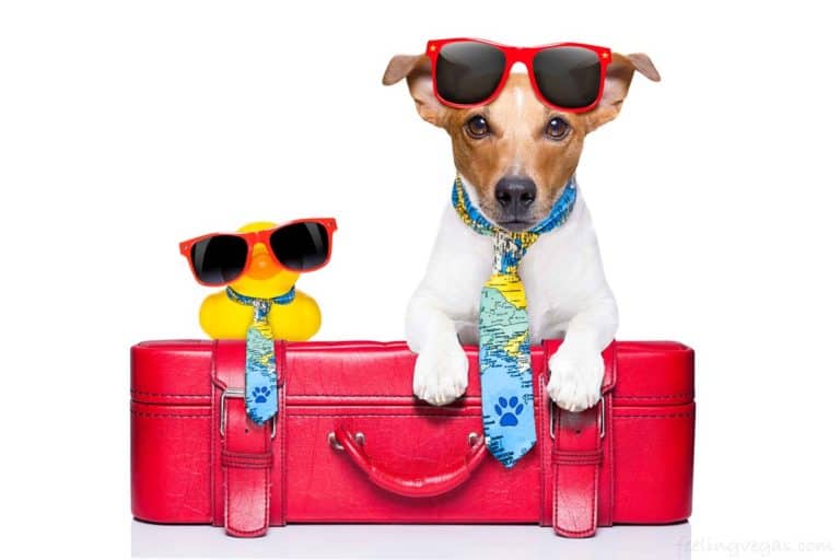 traveling dog