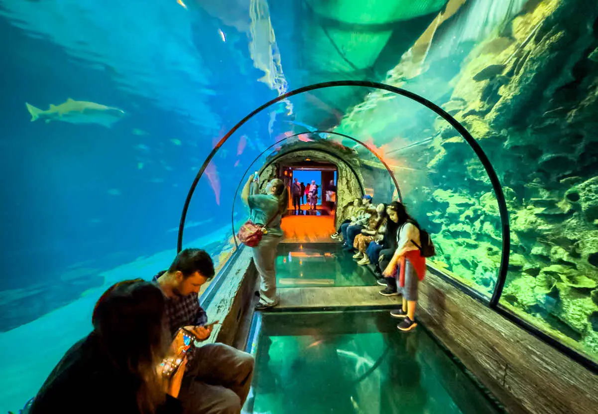 Things to Do in Las Vegas With Kids (44 Vegas Family Attractions) 5 Tunnel at Shark Reef Aquarium