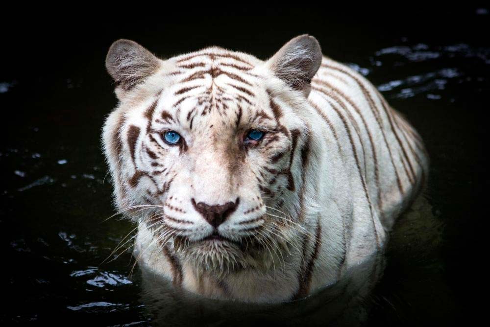 9 Best Las Vegas Hotels for Kids and Families (On The Strip) 3 Las Vegas's famous white tigers.